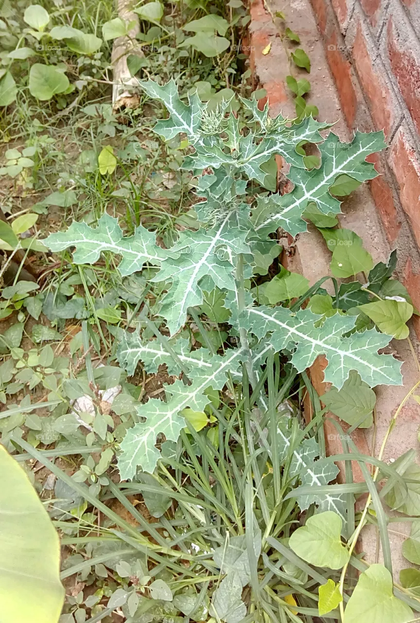 flora