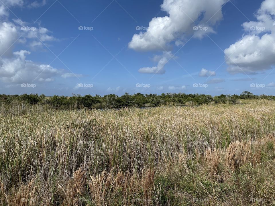 Everglades 14