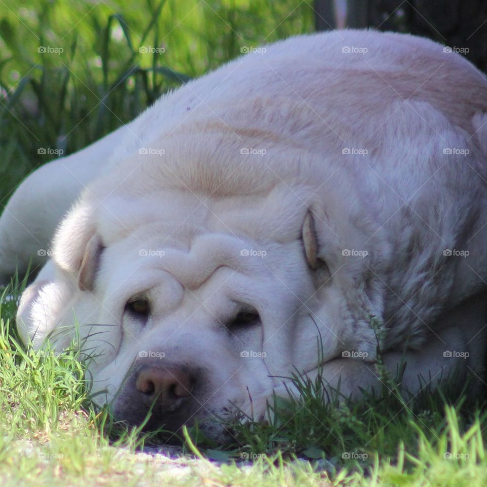 Dog relaxing in the shade on a warm summerday