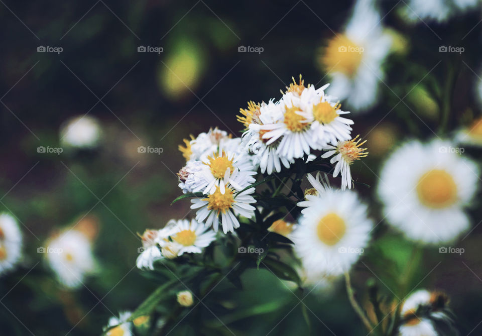 Forest flowers