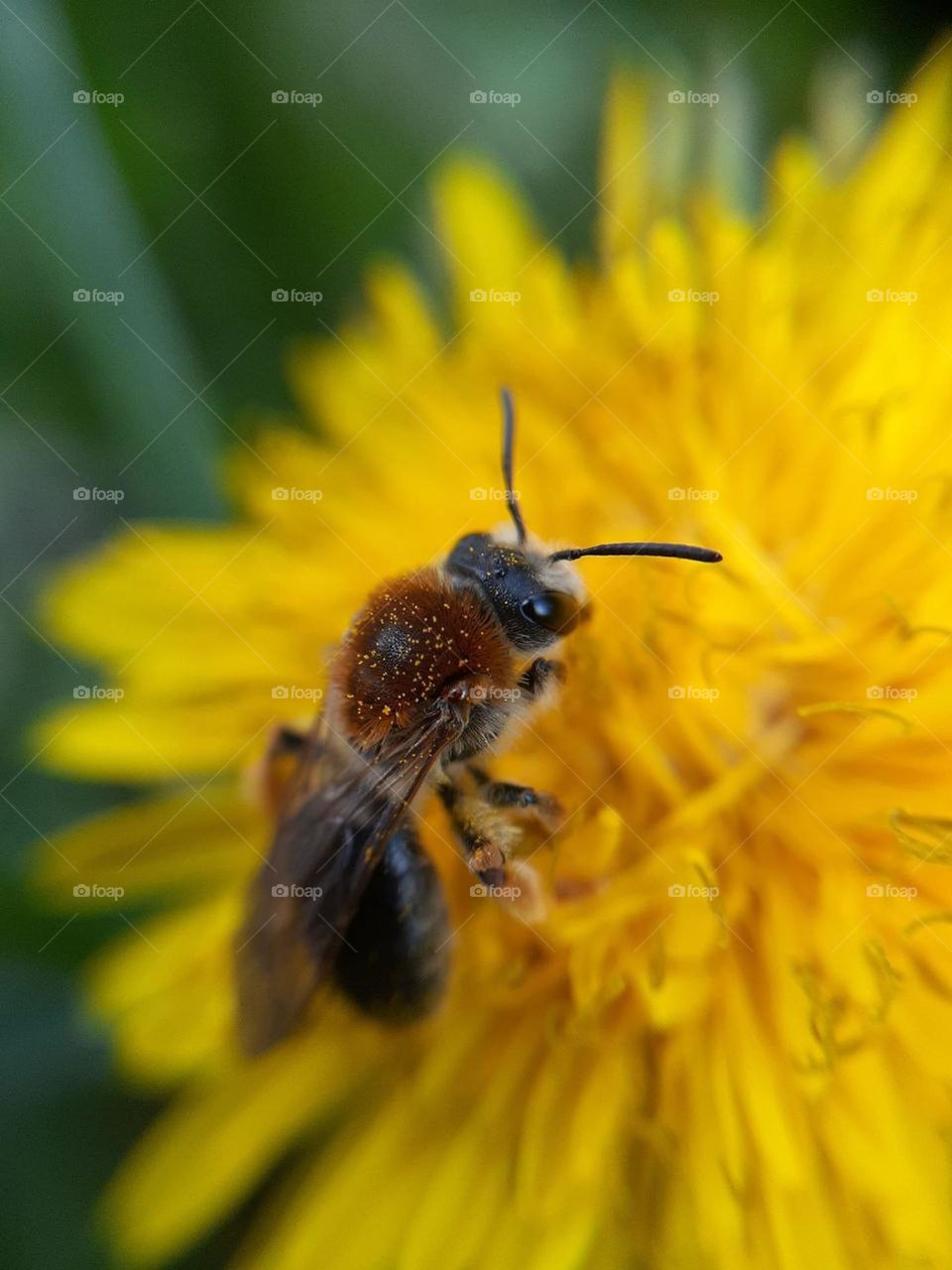 a honey bee collects pollen for honey that collects from a yellow spring dandelion