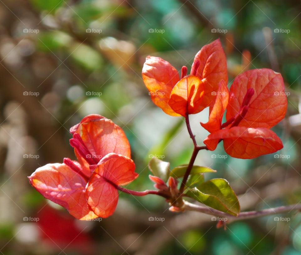 sunlight spain petals bougainvillea by lizajones