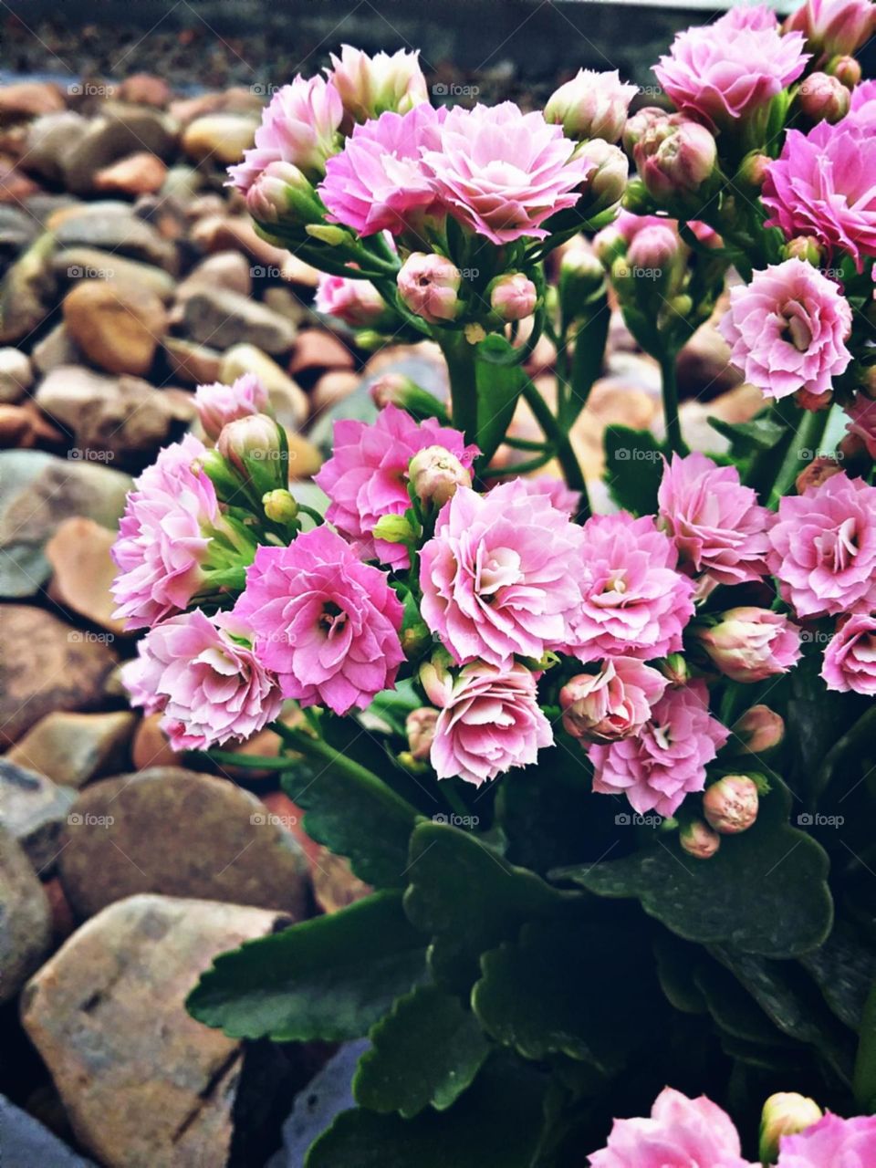 Afortunando a quem a observa.