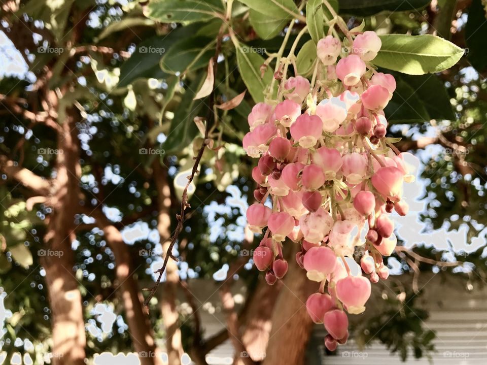 Cute little blossoms