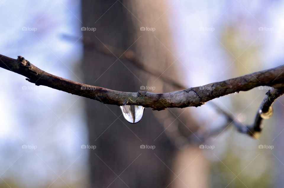Water droplet hanging from a tree branch in winter time