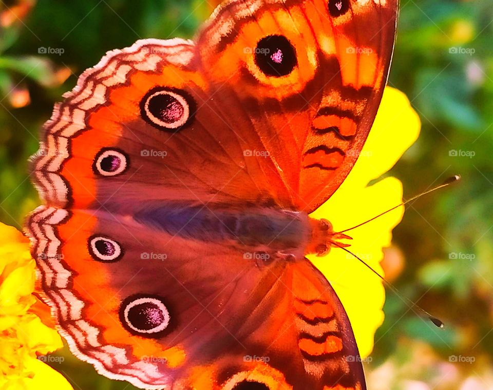 Butterfly Flower