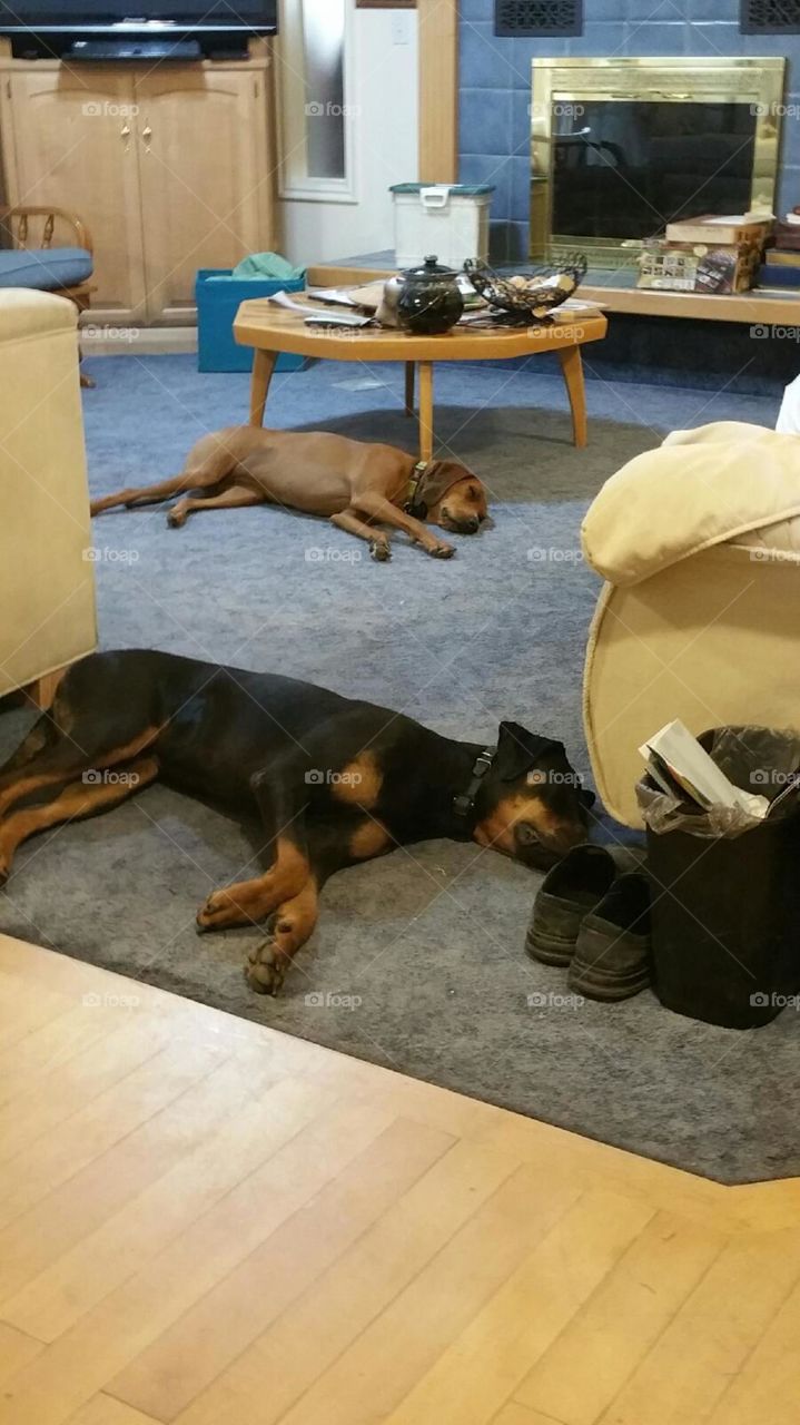 Resting dogs. 