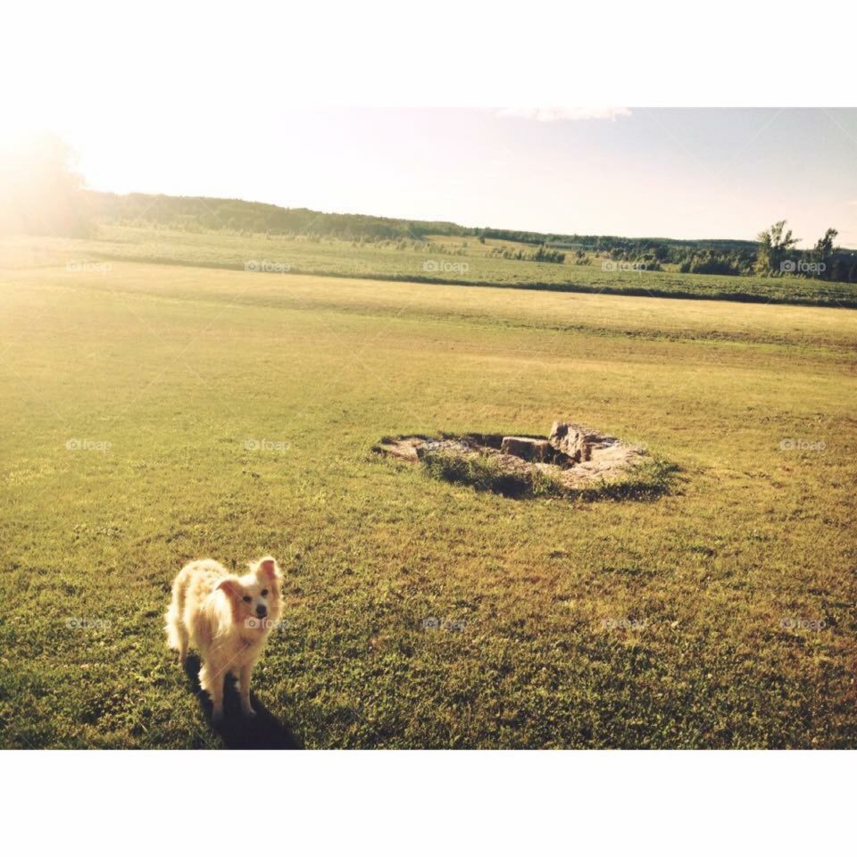 Dog in Sunny Field