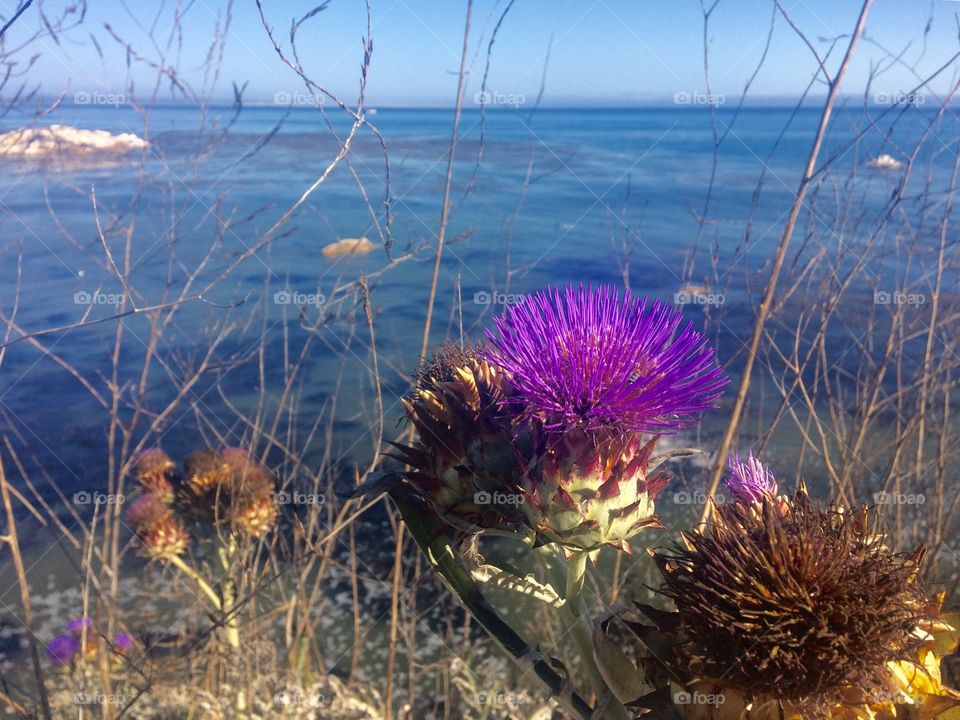 Thistle 