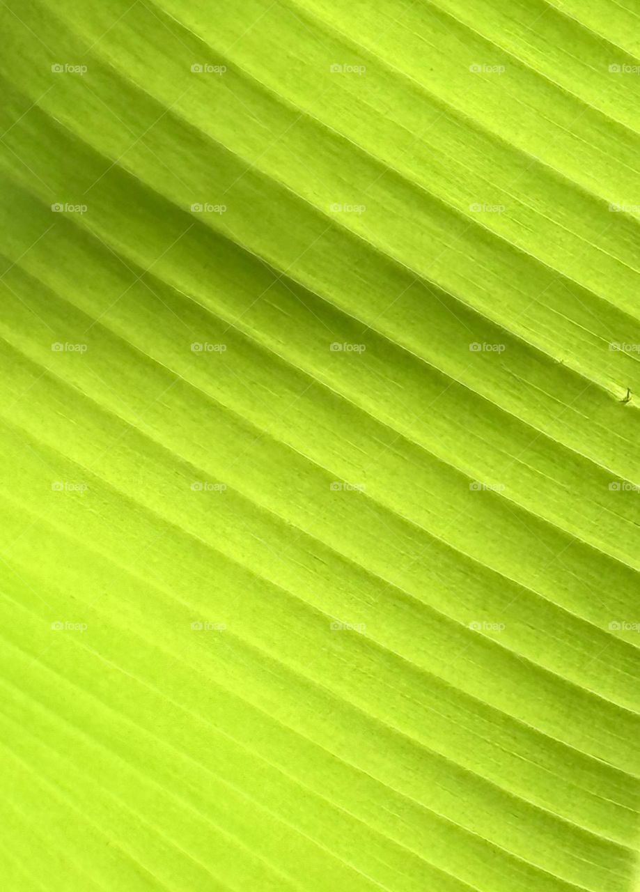 Macro leaf