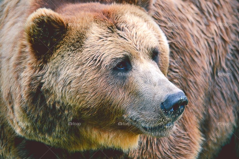 Brown bear