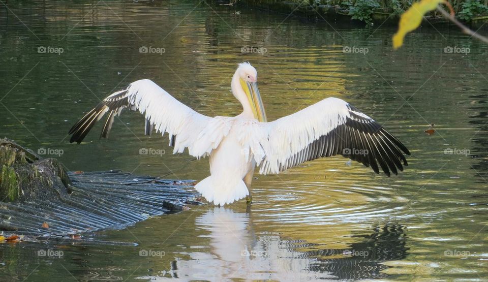 Pelican