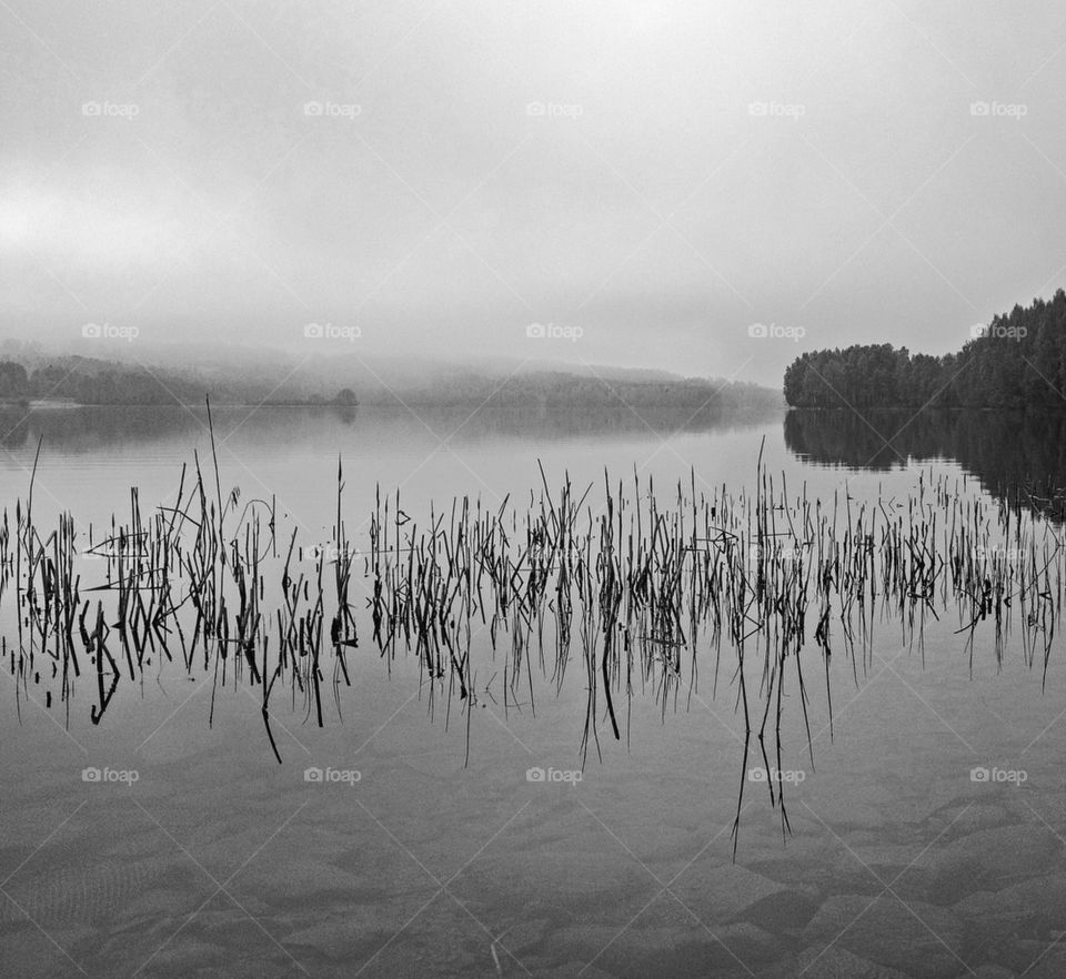 Misty morning lake