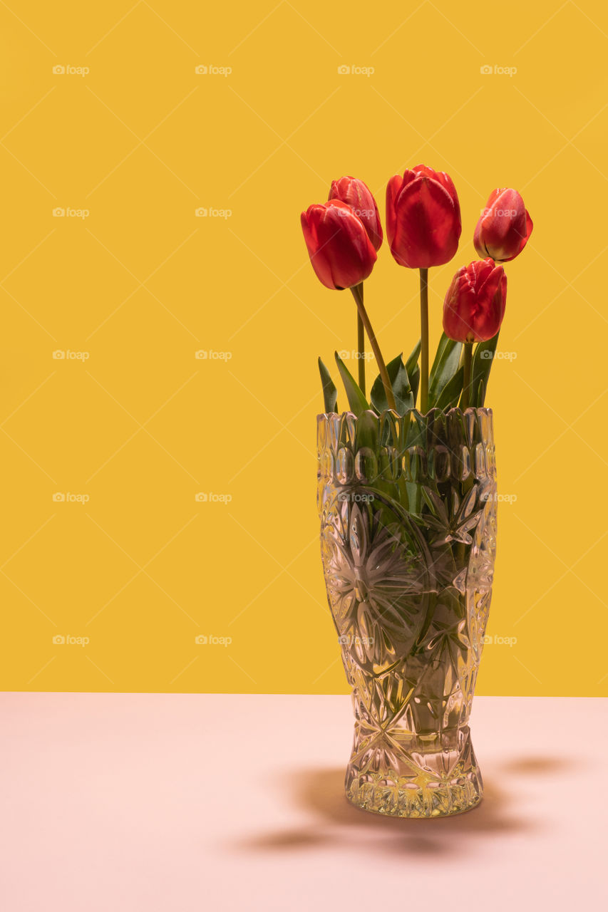 Red tulips in glass vase on dual tone background