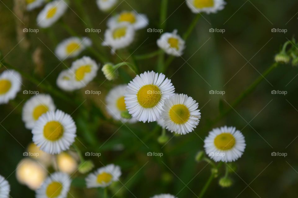 gentle flowers round beautiful texture