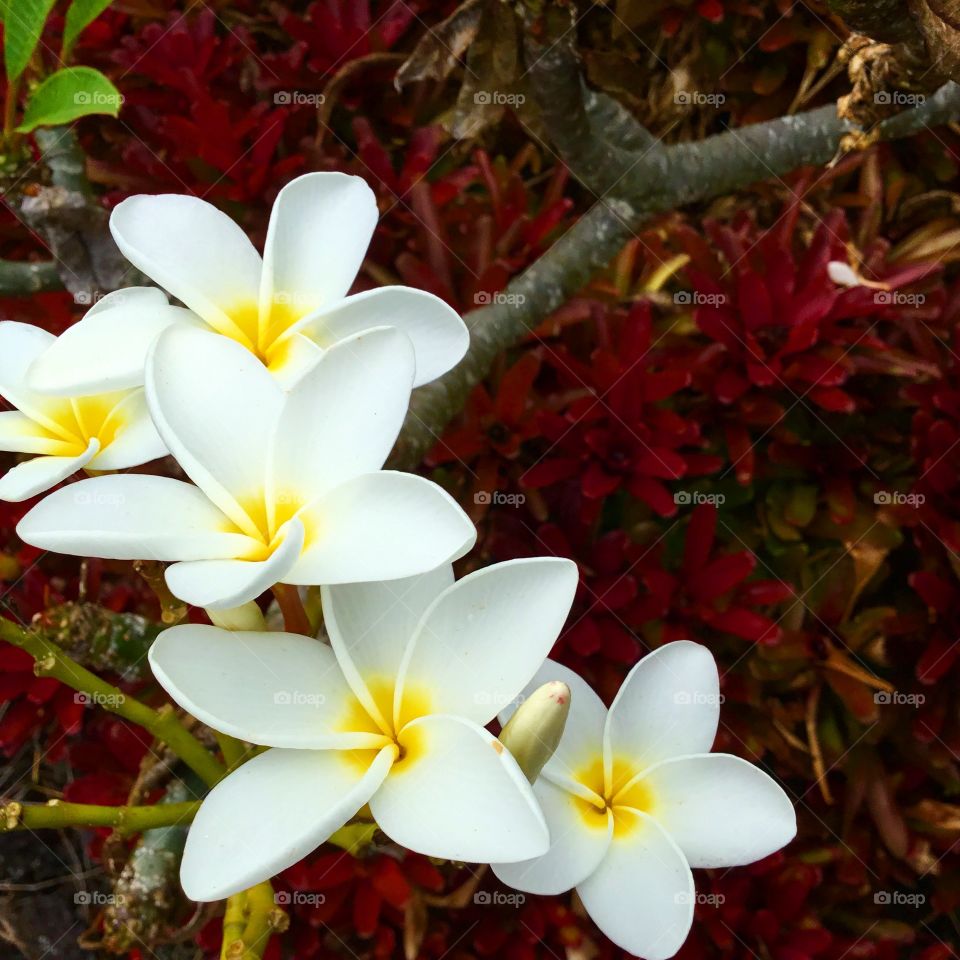 Plumeria in bloom above a bed of red bromeliads 