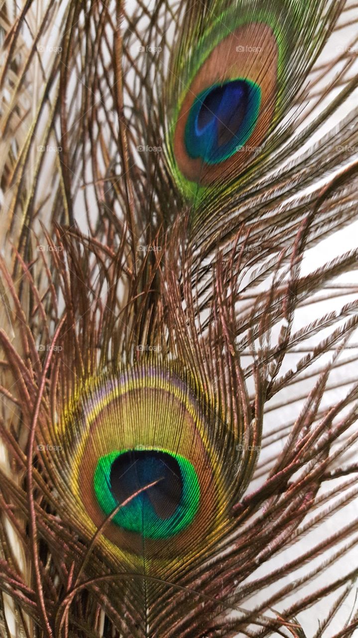 Peacock feathers