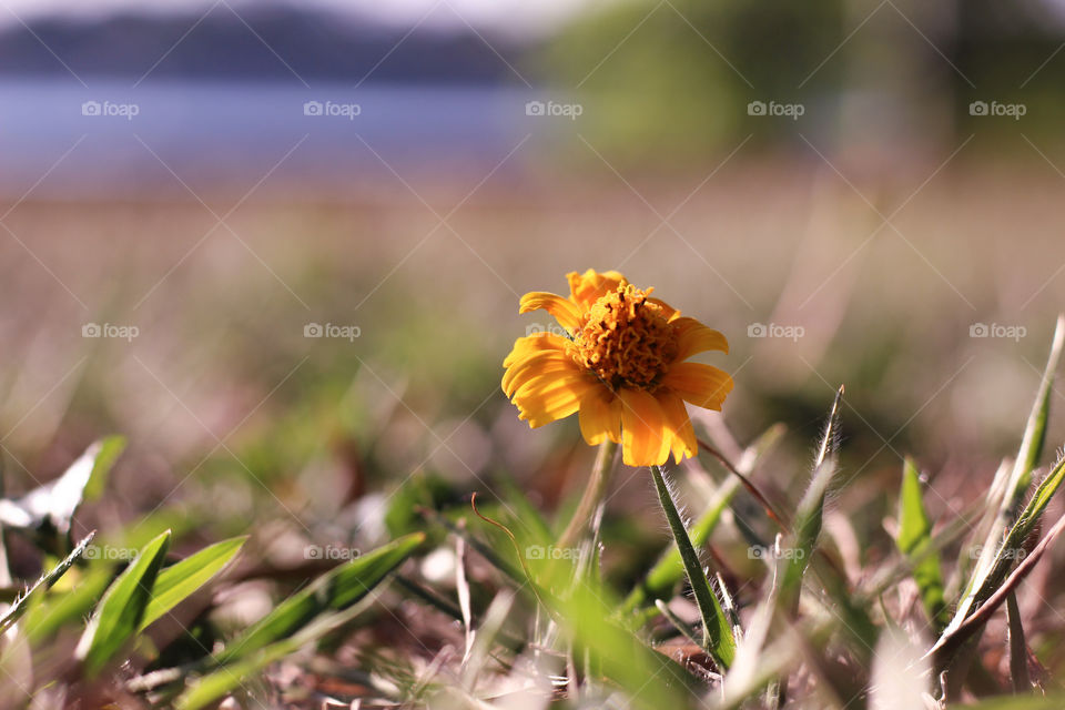 A tiny yellow flower growing in the garden grass