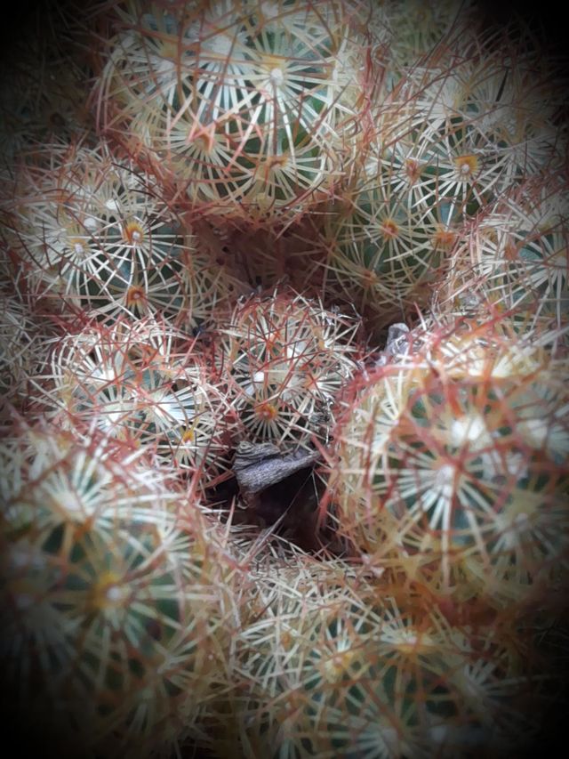 photos macro de fleurs et plantes