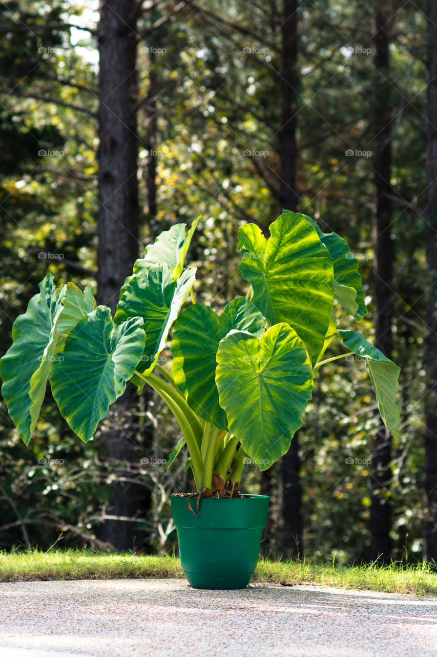 Mammoth Elephant Ear in Green Pot Outside 