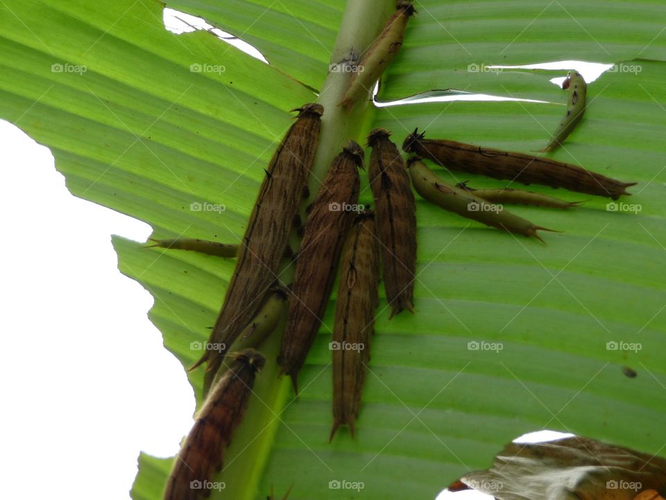 Caterpillar munching 