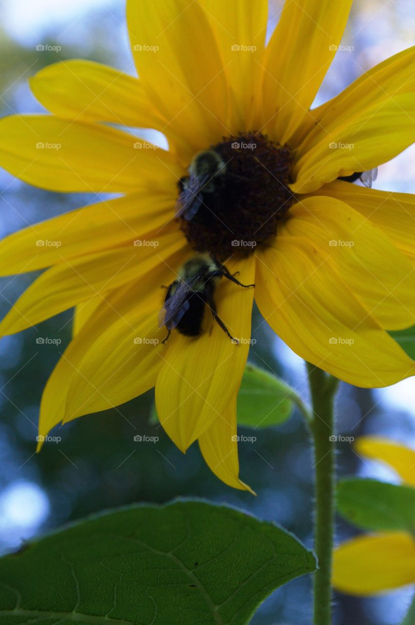 Bumble bees resting on a sunflower! 