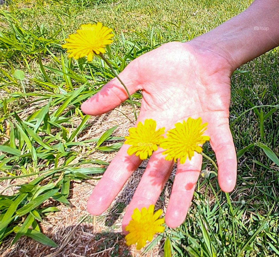 Yellow flowers sprouting in early spring.