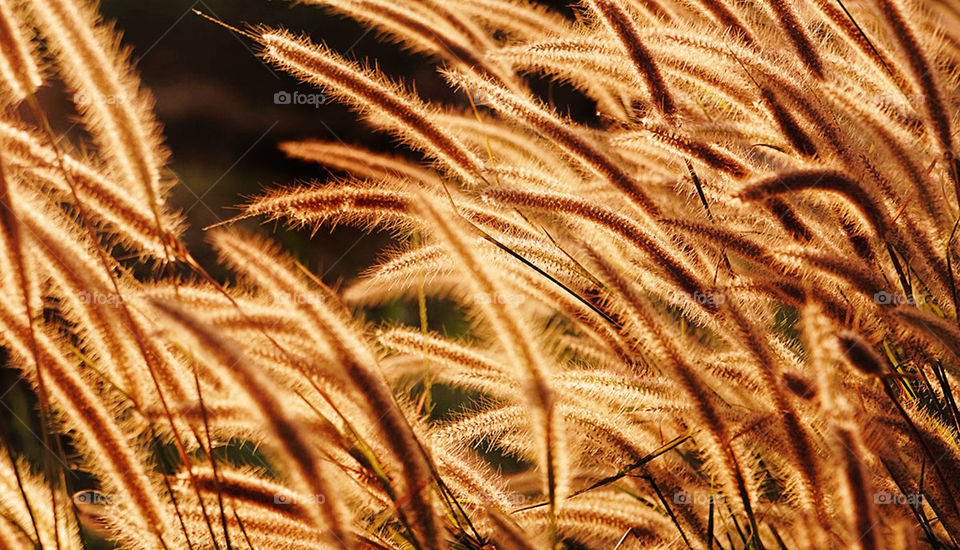 Flower grass on sunset