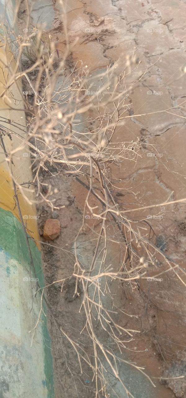 Dry plantings 🤎✨