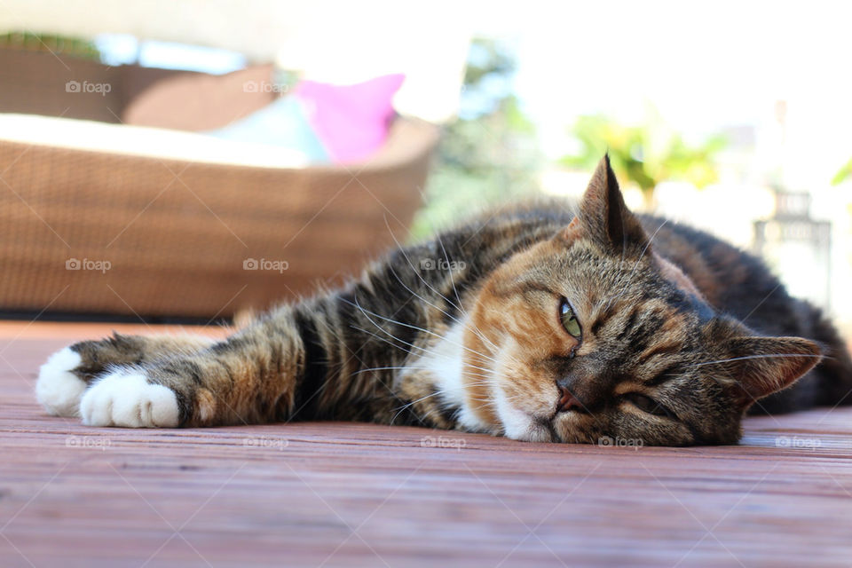 Cat lying on terrace.