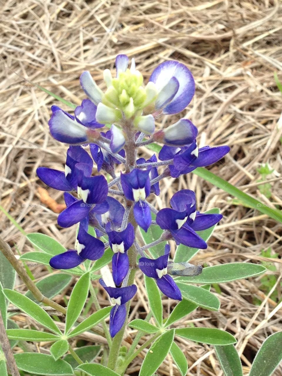 Texas bluebonnets