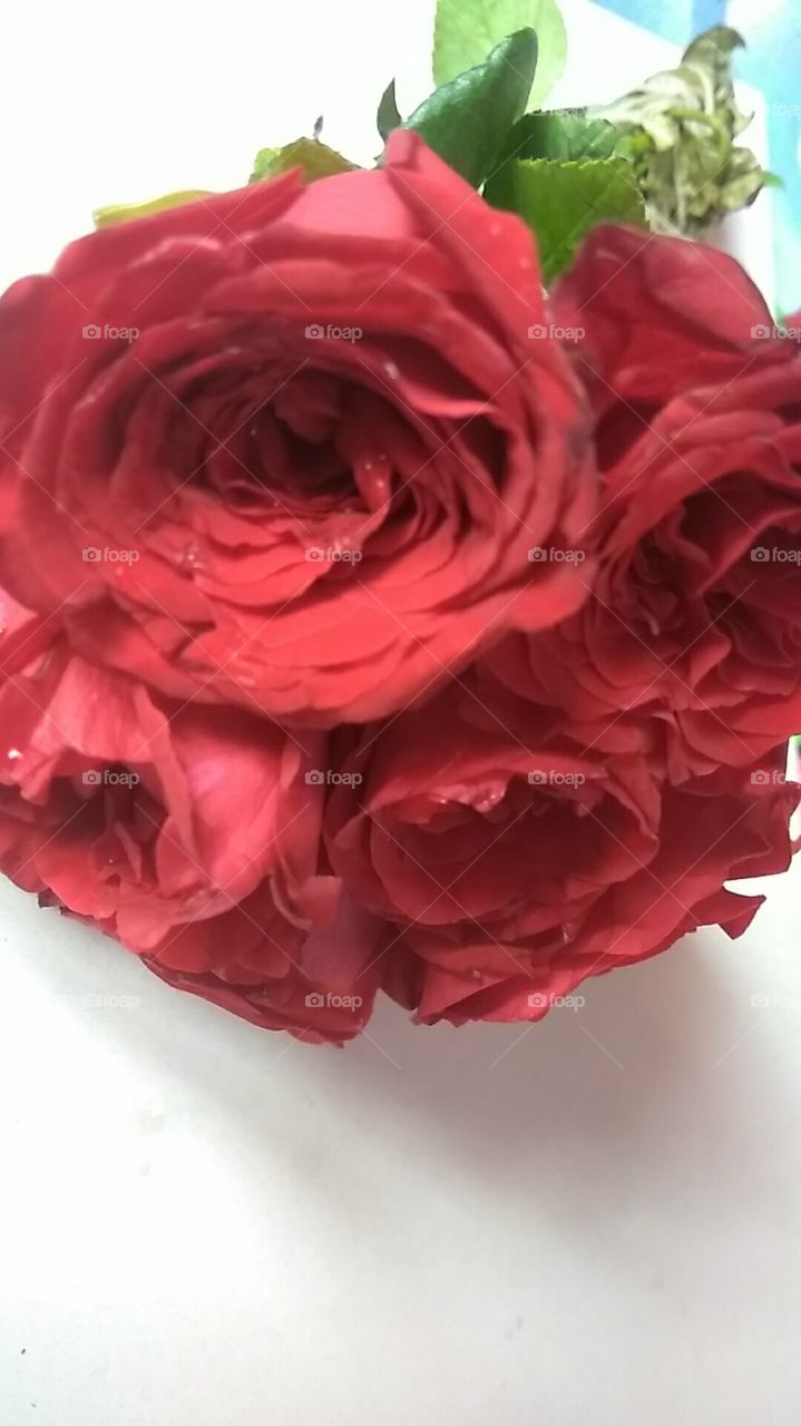 The rose is a rose from the time it is a seed to the time it dies. Within it, at all times, it contains its whole potential. It seems to be constantly in the process of change: Yet at each state, at each moment, it is perfectly all right as it is.”