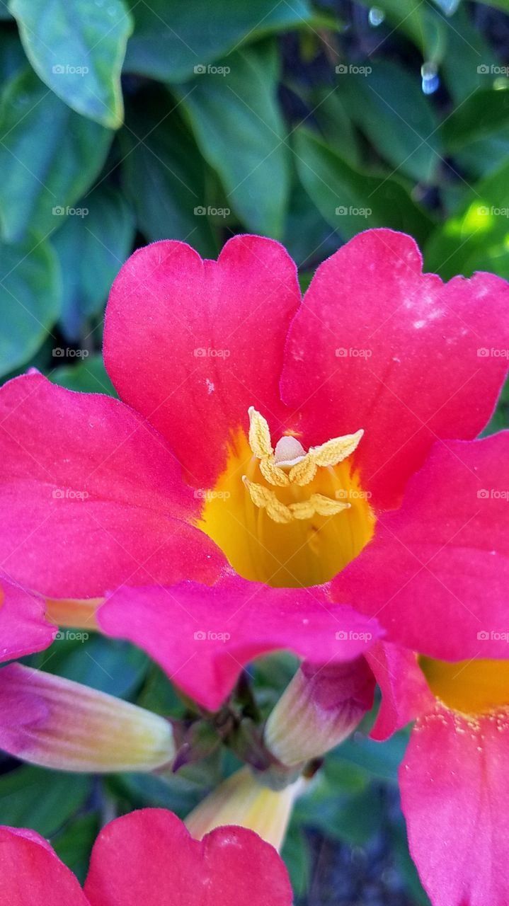 pink flirty flower