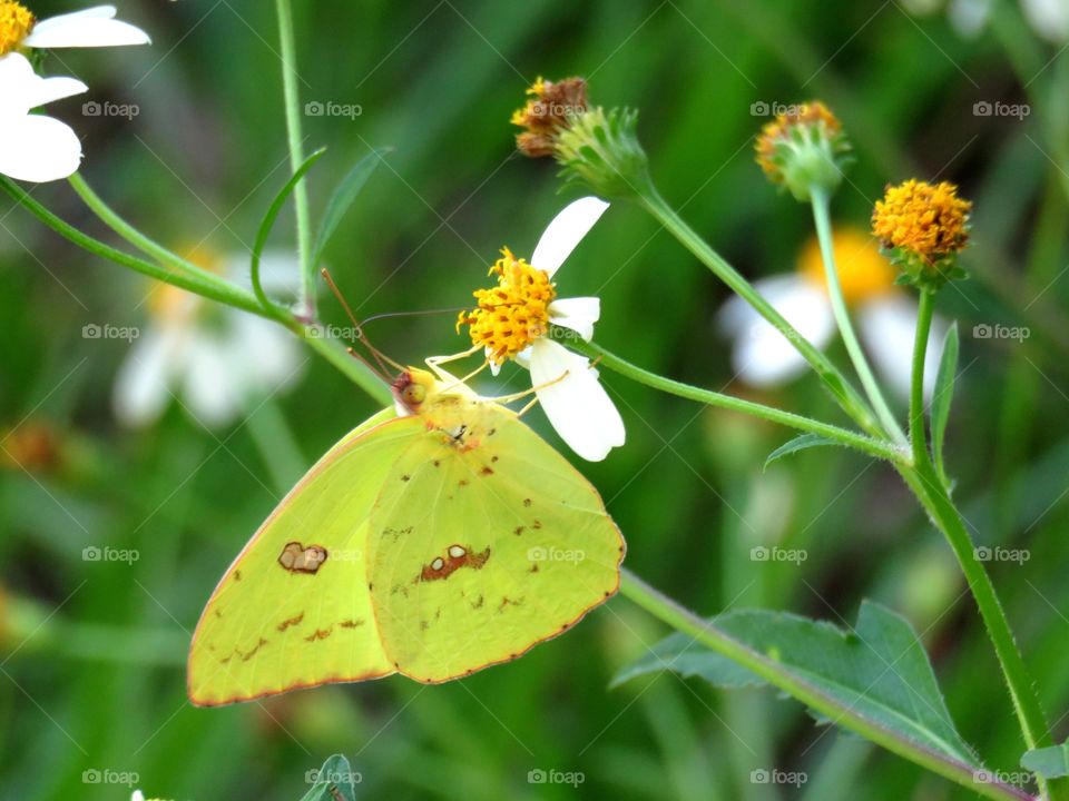 cloudless sulphur