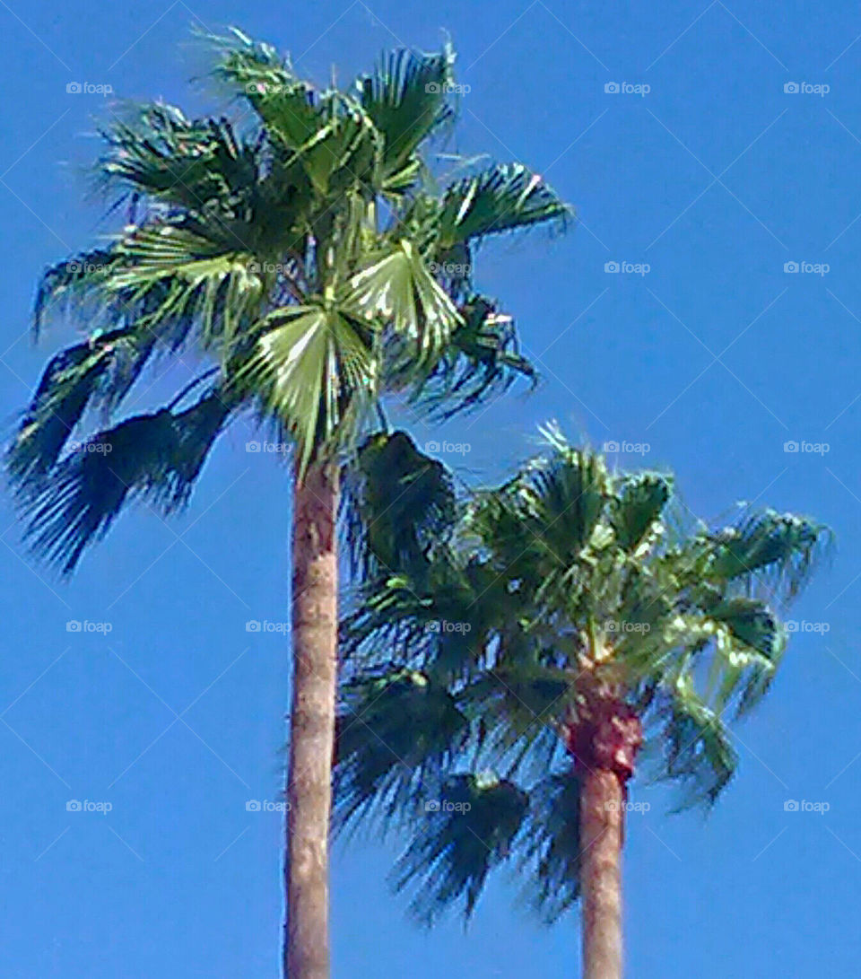 palm trees in wind