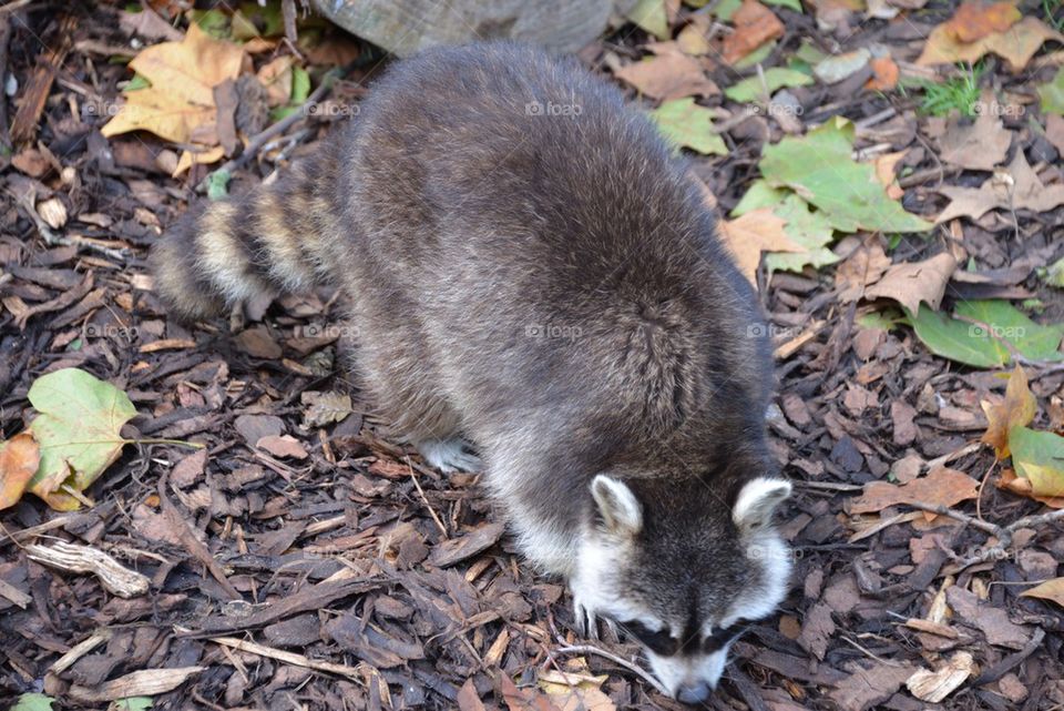A raccoon