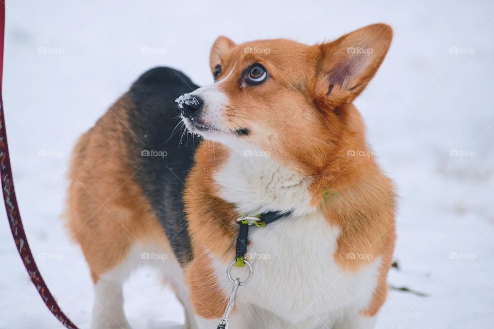 Mammal, Dog, Cute, Canine, Pet