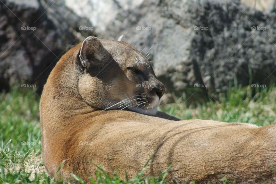 Cougar at Oklahoma City Zoo