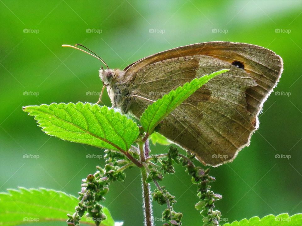 butterfly green macro outdoor