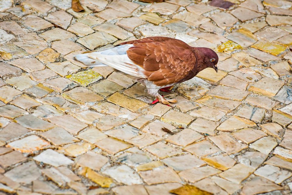 Dove on the sidewalk
