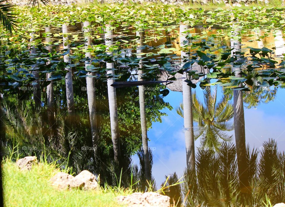 Tropical reflections 