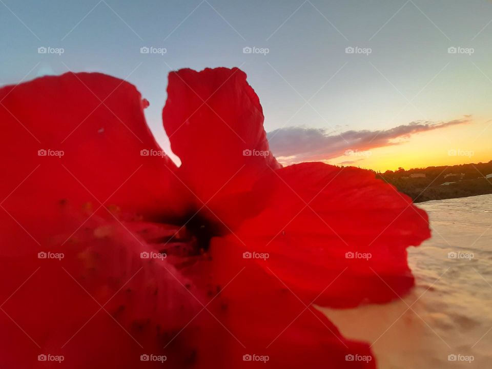Sunset & Hibiscus