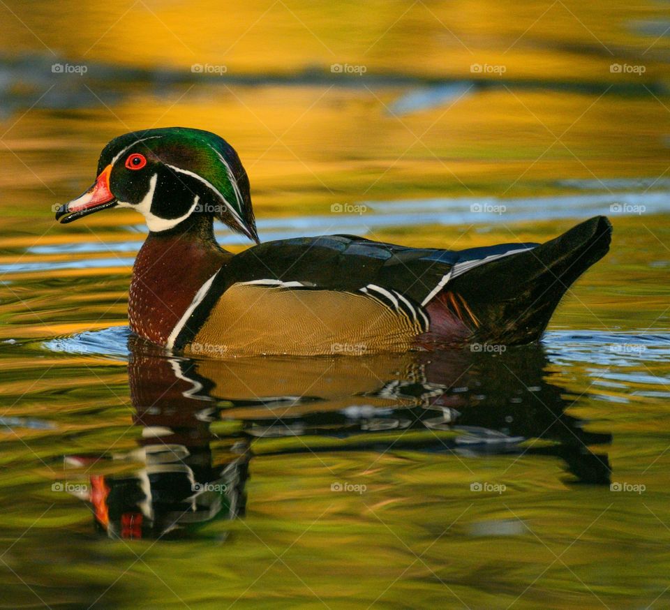 Wood duck