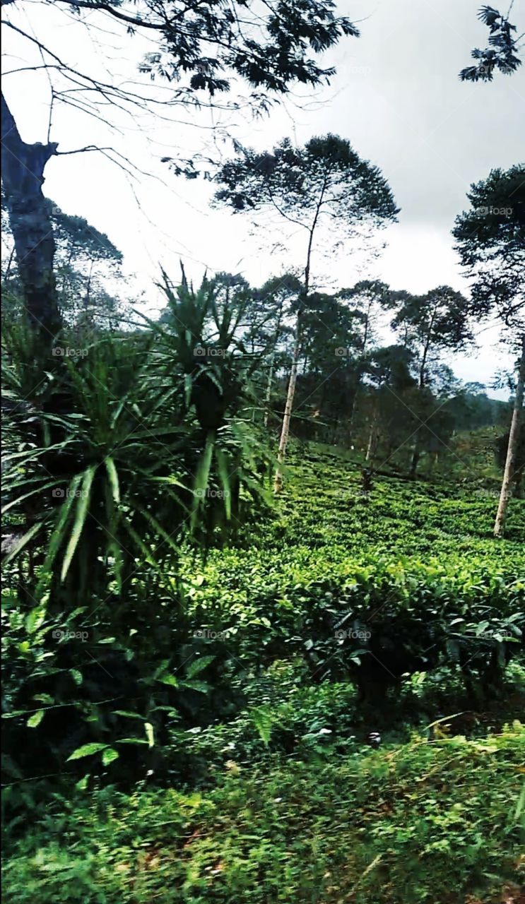 Pacet, central of java