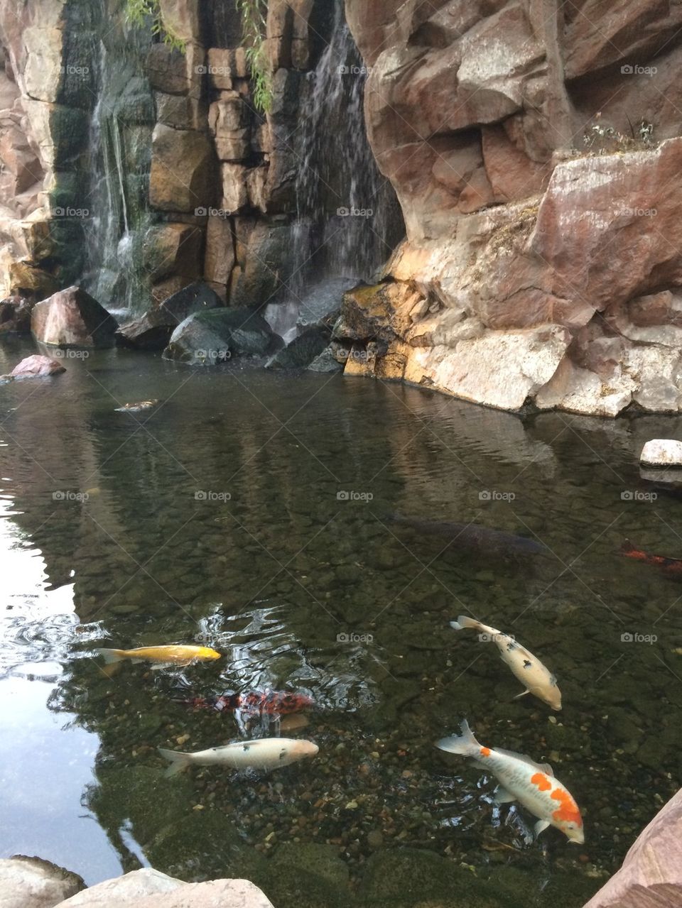 Koi Pond at the Flamingo Hotel