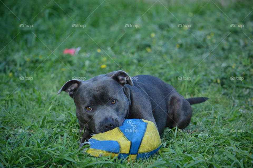 My ball!