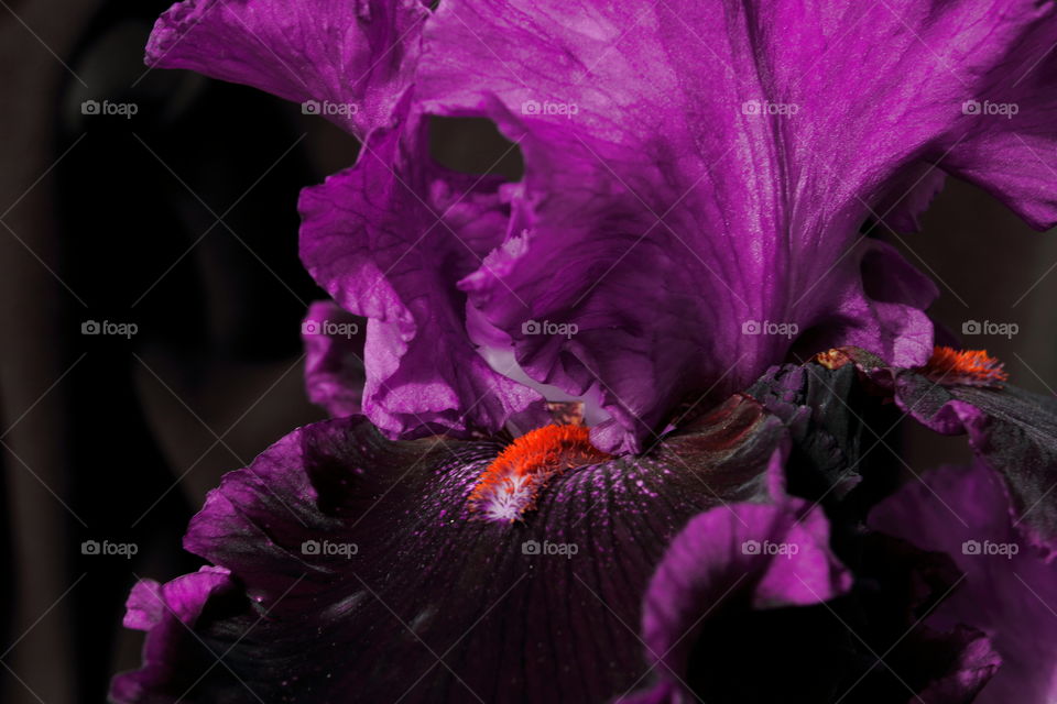 Flower, No Person, Nature, Color, Flora