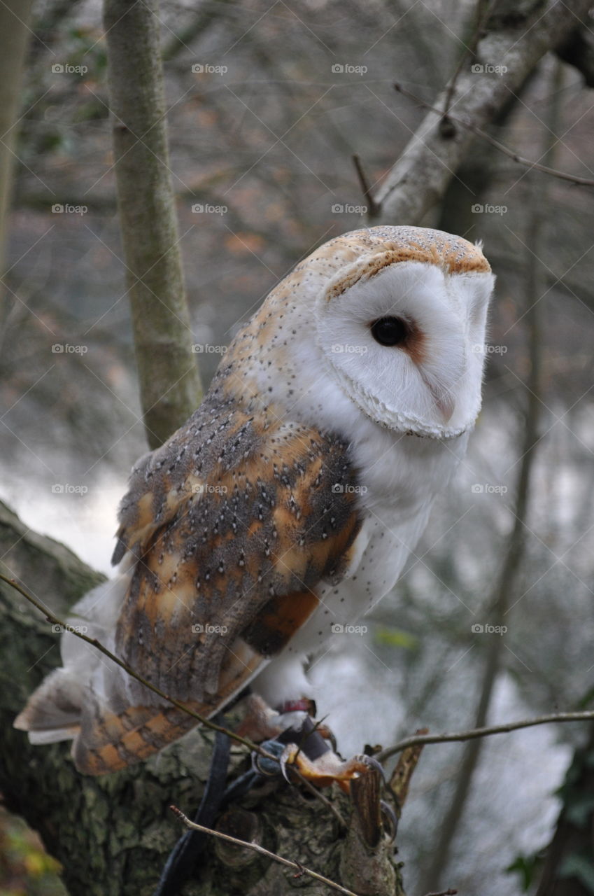 Beautiful barn owl in nature
