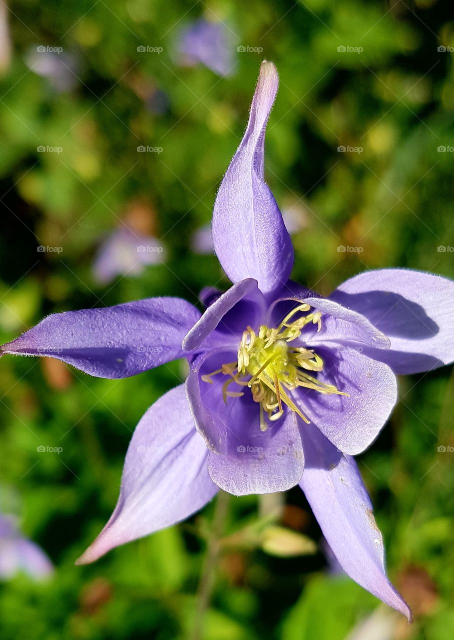 flower from the summer