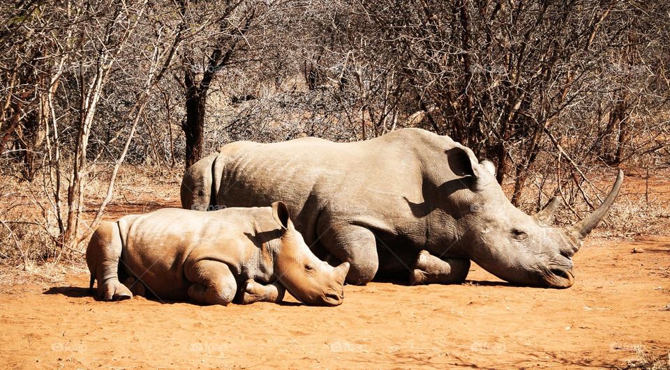 Khwai, Botswana wildlife pictures